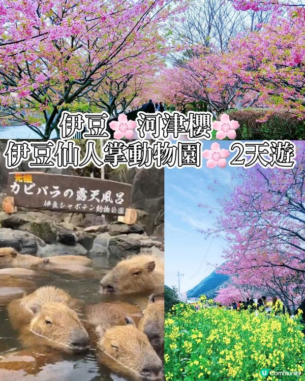 伊豆🌸河津櫻🌸伊豆仙人掌動物園🌸2天遊

河津桜