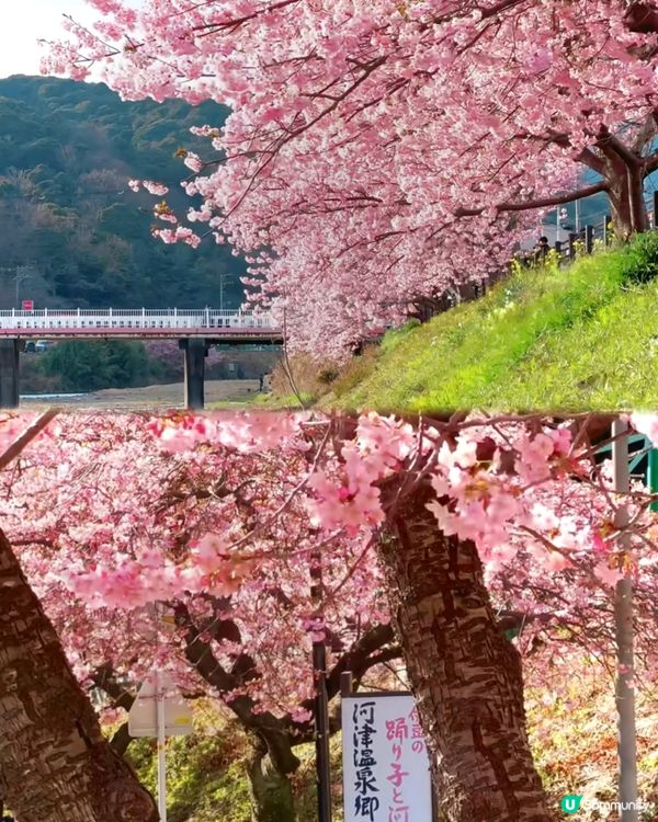 伊豆🌸河津櫻🌸伊豆仙人掌動物園🌸2天遊

河津桜