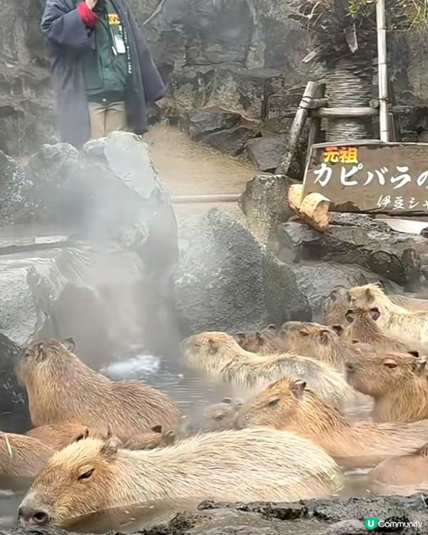 伊豆🌸河津櫻🌸伊豆仙人掌動物園🌸2天遊

河津桜