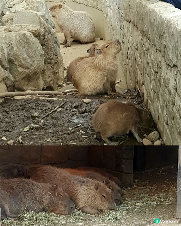 伊豆🌸河津櫻🌸伊豆仙人掌動物園🌸2天遊

河津桜