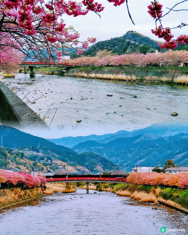 伊豆🌸河津櫻🌸伊豆仙人掌動物園🌸2天遊

河津桜