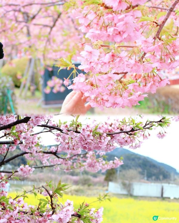 伊豆🌸河津櫻🌸伊豆仙人掌動物園🌸2天遊

河津桜