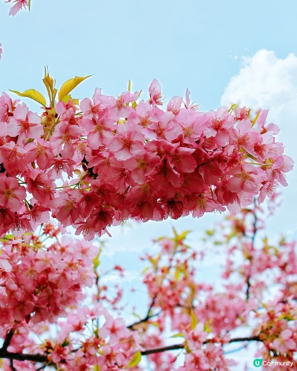 伊豆🌸河津櫻🌸伊豆仙人掌動物園🌸2天遊

河津桜