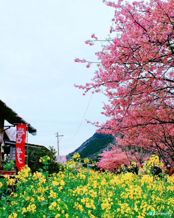 伊豆🌸河津櫻🌸伊豆仙人掌動物園🌸2天遊

河津桜