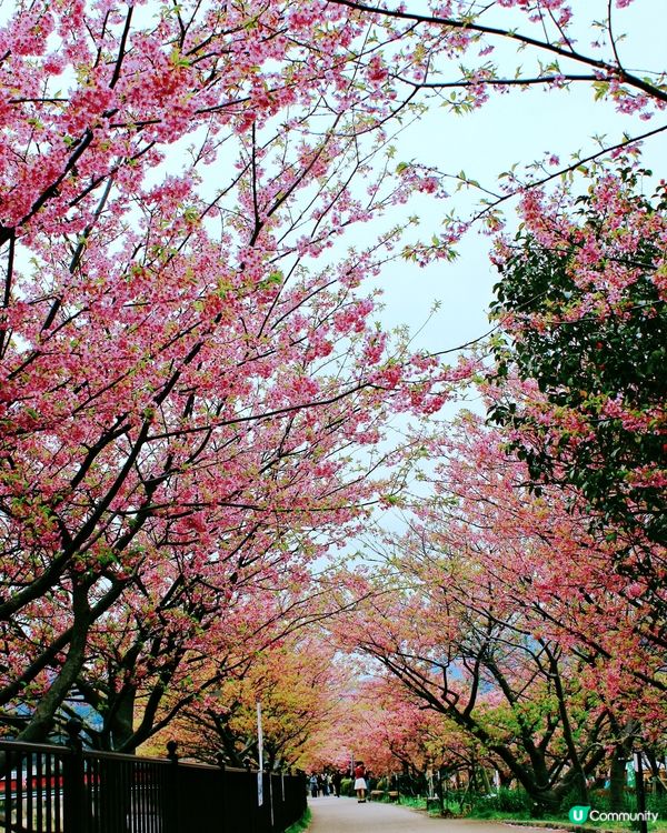 伊豆🌸河津櫻🌸伊豆仙人掌動物園🌸2天遊

河津桜