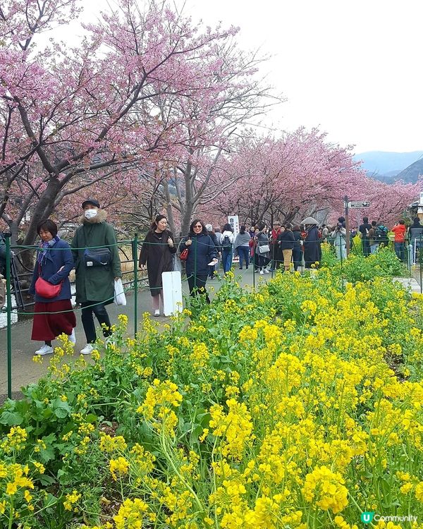 伊豆🌸河津櫻🌸伊豆仙人掌動物園🌸2天遊

河津桜