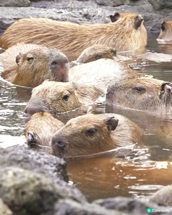 伊豆🌸河津櫻🌸伊豆仙人掌動物園🌸2天遊

河津桜