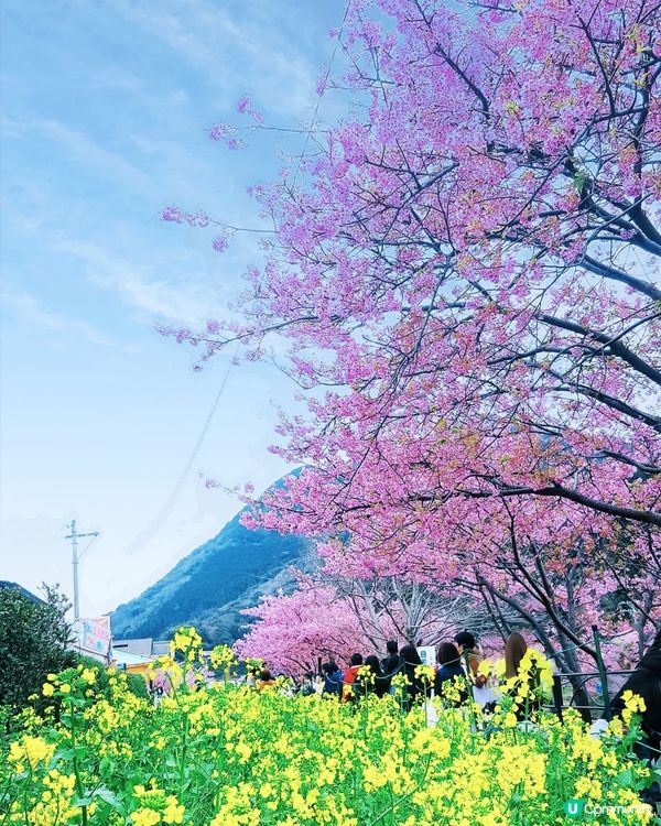 伊豆🌸河津櫻🌸伊豆仙人掌動物園🌸2天遊

河津桜