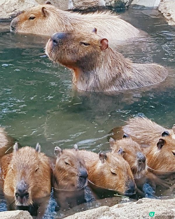 伊豆🌸河津櫻🌸伊豆仙人掌動物園🌸2天遊

河津桜