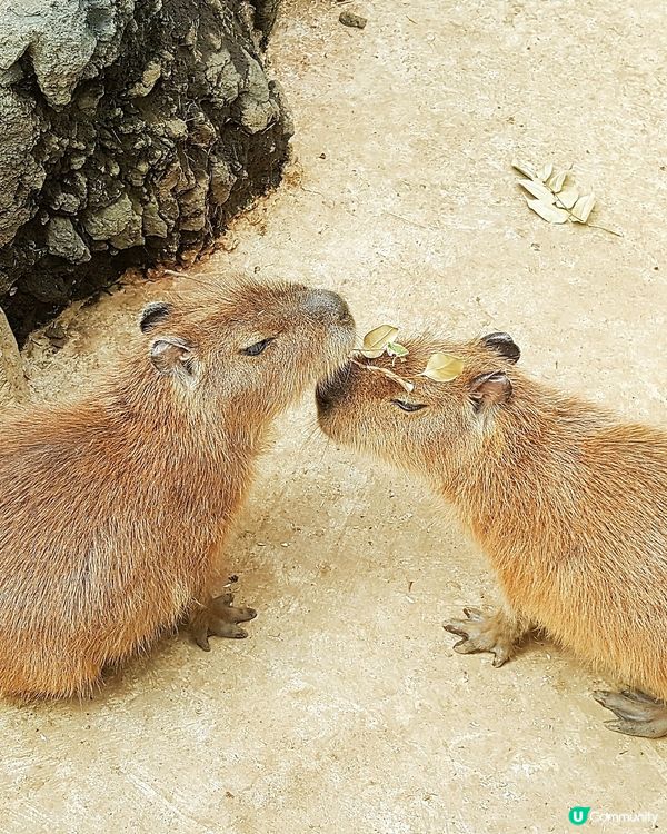 伊豆🌸河津櫻🌸伊豆仙人掌動物園🌸2天遊

河津桜