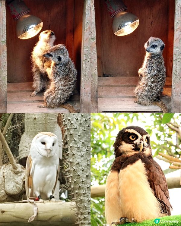 伊豆🌸河津櫻🌸伊豆仙人掌動物園🌸2天遊

河津桜