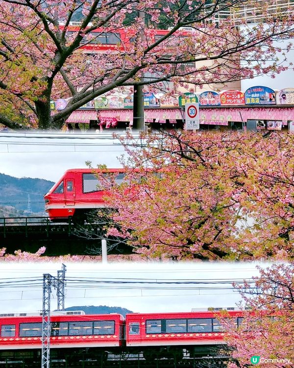 伊豆🌸河津櫻🌸伊豆仙人掌動物園🌸2天遊

河津桜