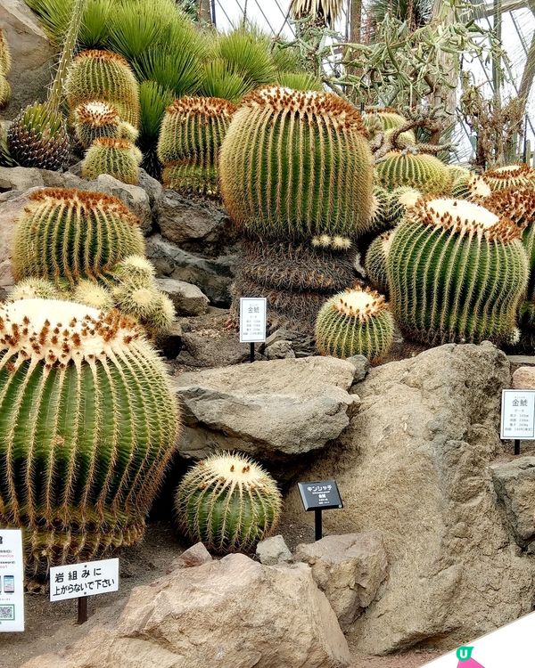 伊豆🌸河津櫻🌸伊豆仙人掌動物園🌸2天遊

河津桜