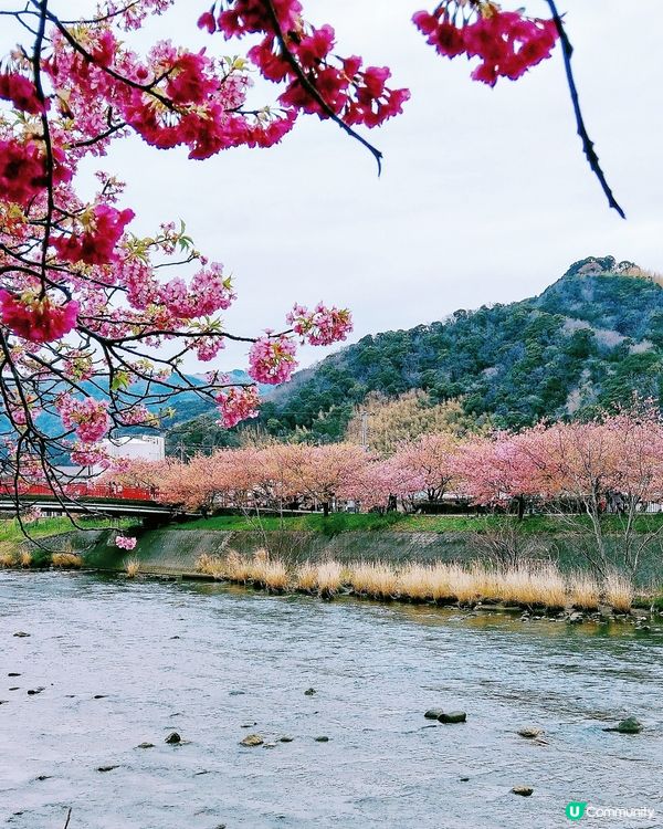 伊豆🌸河津櫻🌸伊豆仙人掌動物園🌸2天遊

河津桜