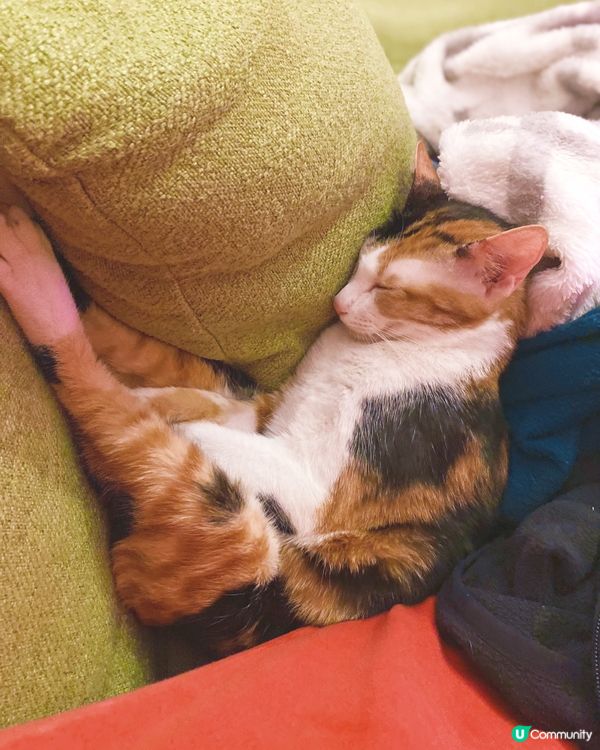 Sweet dreams. 🥰🥰🩷🩷