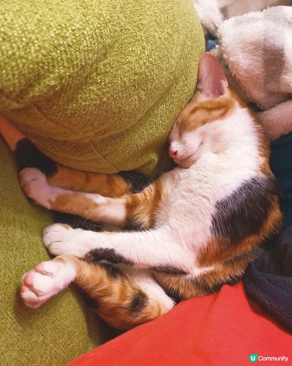 Sweet dreams. 🥰🥰🩷🩷