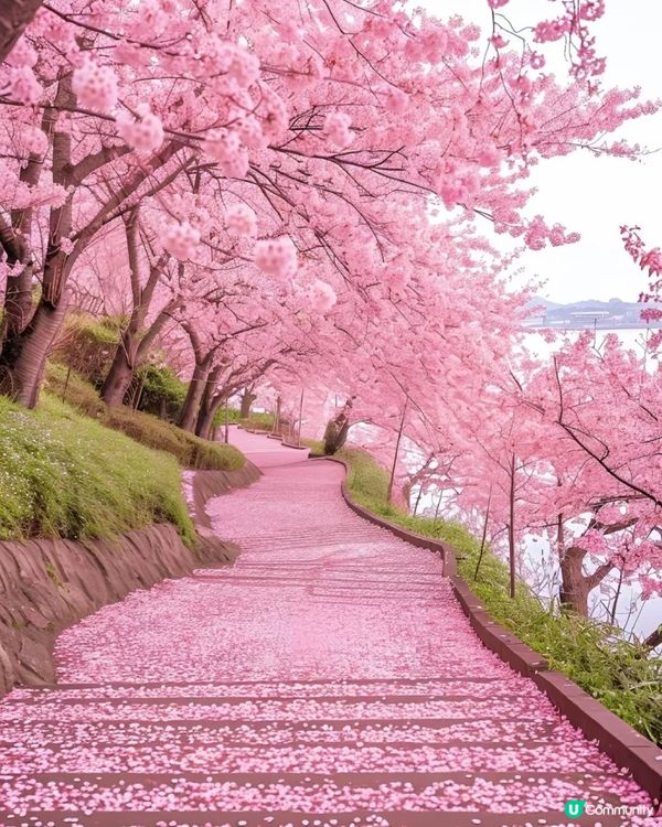 河津櫻🌸  伊豆半島西邊最靚🌸