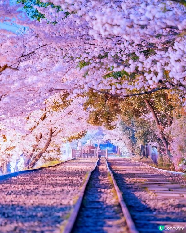 河津櫻🌸  伊豆半島西邊最靚🌸