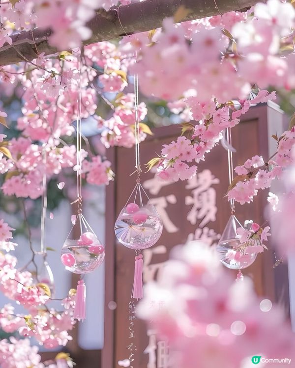 河津櫻🌸  伊豆半島西邊最靚🌸