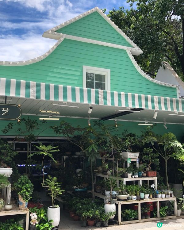 免費入鎮｜未見過嘅花｜值得一遊｜荷蘭花卉小鎮｜深圳南山