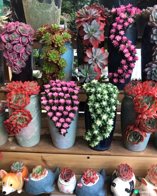 免費入鎮｜未見過嘅花｜值得一遊｜荷蘭花卉小鎮｜深圳南山