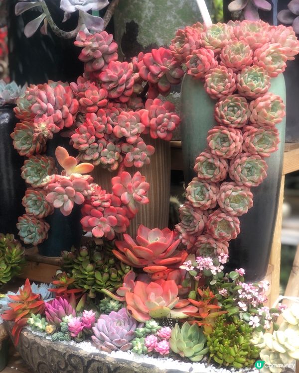 免費入鎮｜未見過嘅花｜值得一遊｜荷蘭花卉小鎮｜深圳南山