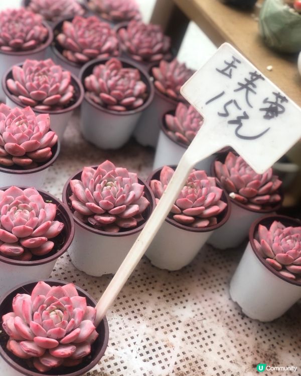 免費入鎮｜未見過嘅花｜值得一遊｜荷蘭花卉小鎮｜深圳南山