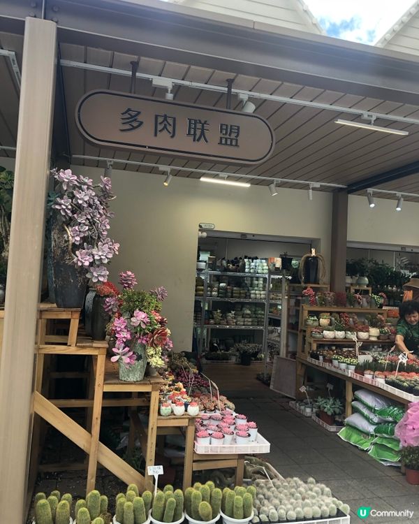 免費入鎮｜未見過嘅花｜值得一遊｜荷蘭花卉小鎮｜深圳南山