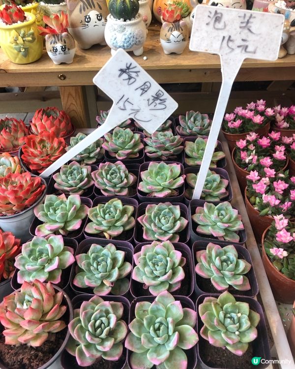 免費入鎮｜未見過嘅花｜值得一遊｜荷蘭花卉小鎮｜深圳南山