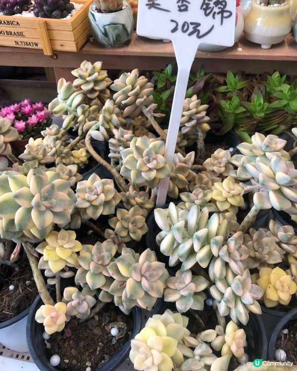 免費入鎮｜未見過嘅花｜值得一遊｜荷蘭花卉小鎮｜深圳南山