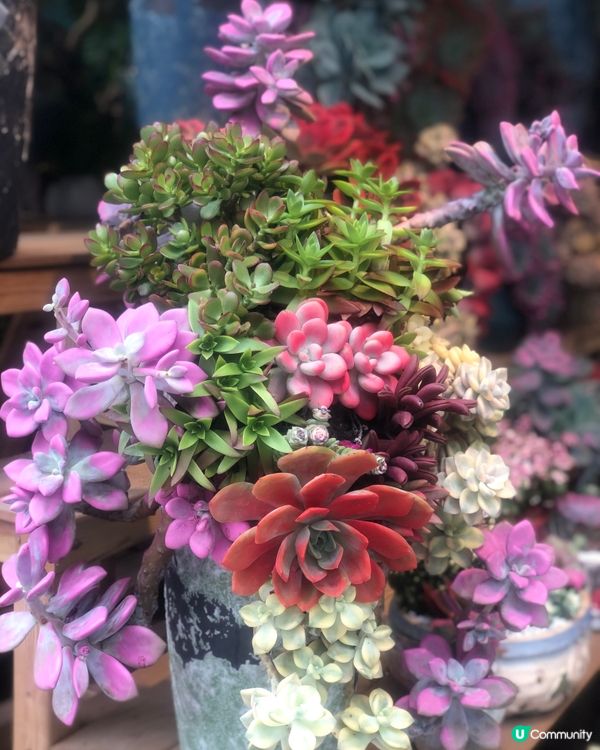 免費入鎮｜未見過嘅花｜值得一遊｜荷蘭花卉小鎮｜深圳南山