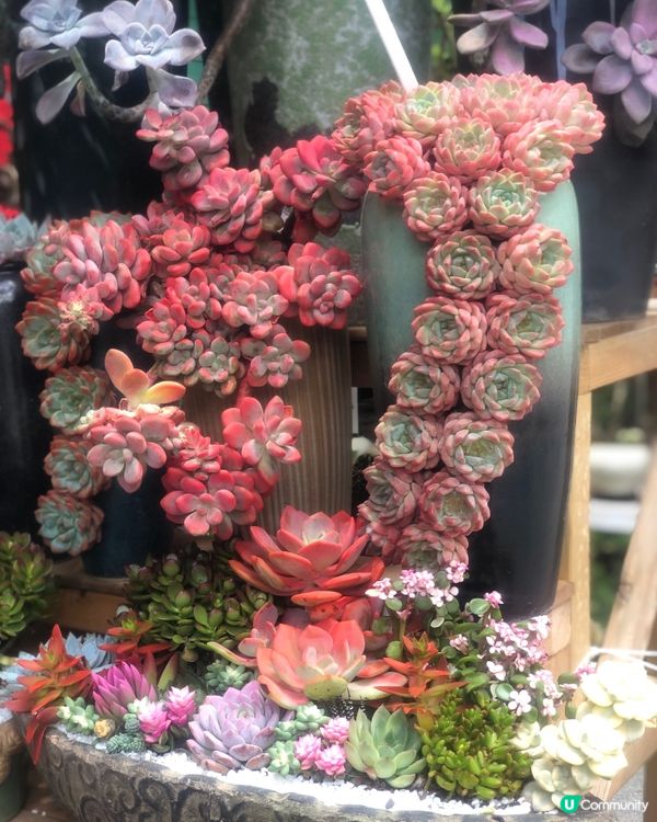 免費入鎮｜未見過嘅花｜值得一遊｜荷蘭花卉小鎮｜深圳南山