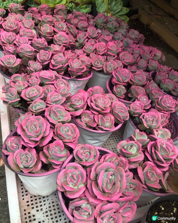 免費入鎮｜未見過嘅花｜值得一遊｜荷蘭花卉小鎮｜深圳南山