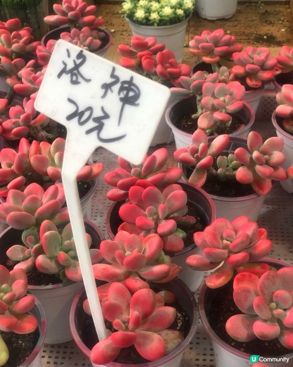 免費入鎮｜未見過嘅花｜值得一遊｜荷蘭花卉小鎮｜深圳南山