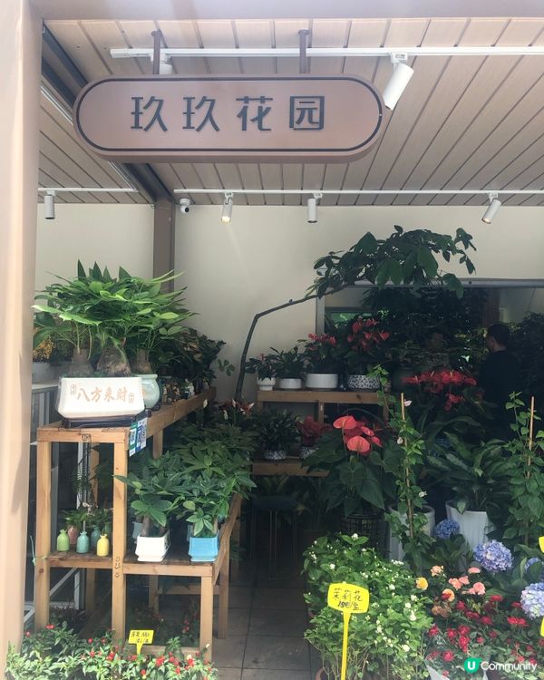 免費入鎮｜未見過嘅花｜值得一遊｜荷蘭花卉小鎮｜深圳南山