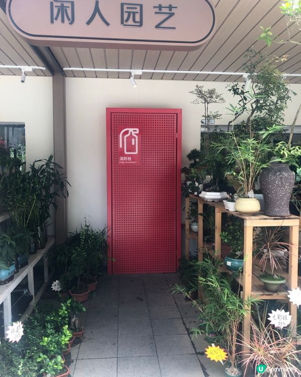 免費入鎮｜未見過嘅花｜值得一遊｜荷蘭花卉小鎮｜深圳南山