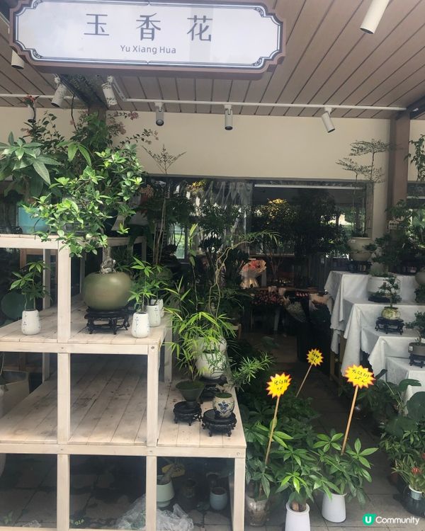 免費入鎮｜未見過嘅花｜值得一遊｜荷蘭花卉小鎮｜深圳南山