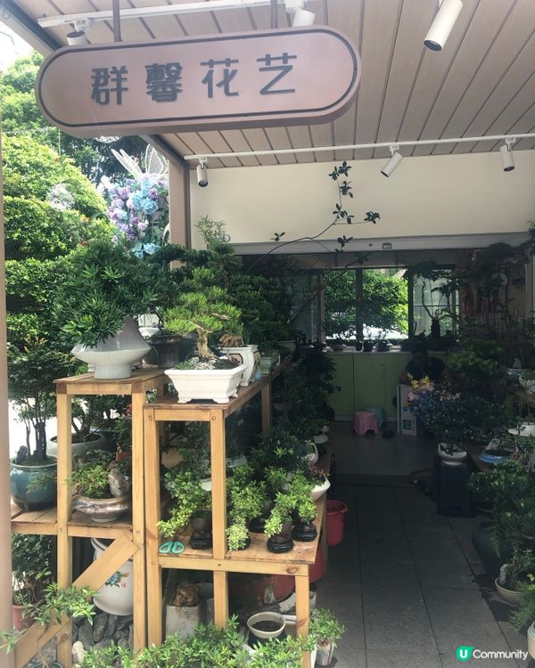 免費入鎮｜未見過嘅花｜值得一遊｜荷蘭花卉小鎮｜深圳南山