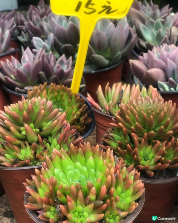 免費入鎮｜未見過嘅花｜值得一遊｜荷蘭花卉小鎮｜深圳南山