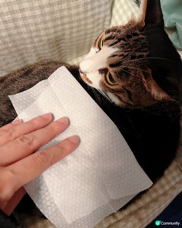 貓奴注意🫵！貓貓係屋企都要做好清潔💦