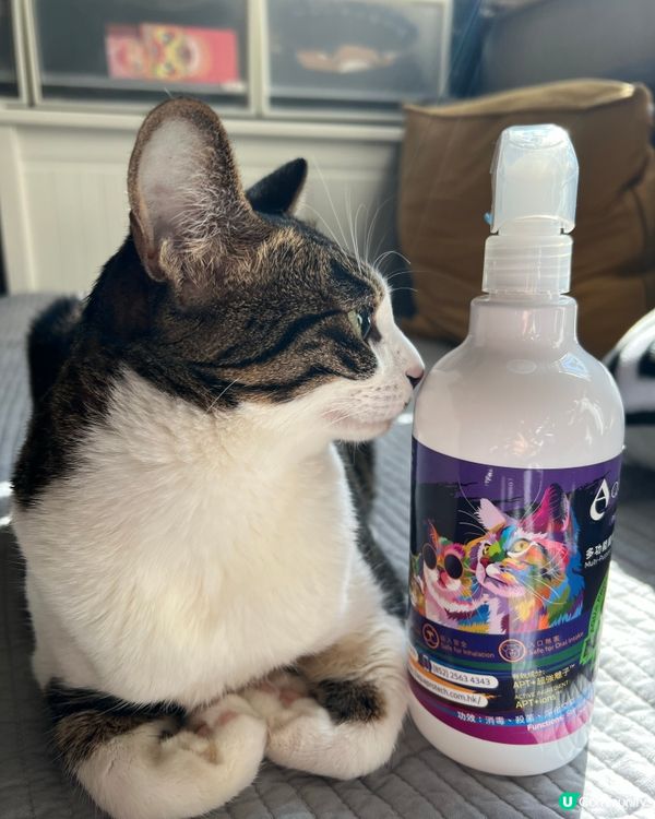 貓奴注意🫵！貓貓係屋企都要做好清潔💦