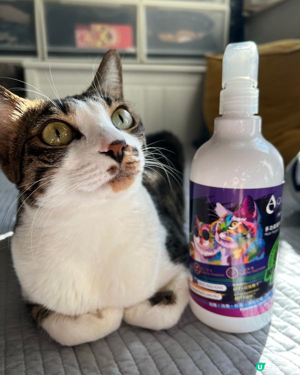 貓奴注意🫵！貓貓係屋企都要做好清潔💦