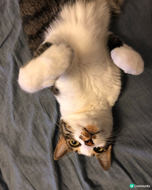 貓奴注意🫵！貓貓係屋企都要做好清潔💦