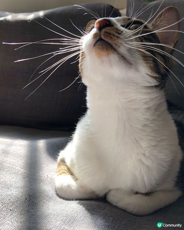 貓奴注意🫵！貓貓係屋企都要做好清潔💦