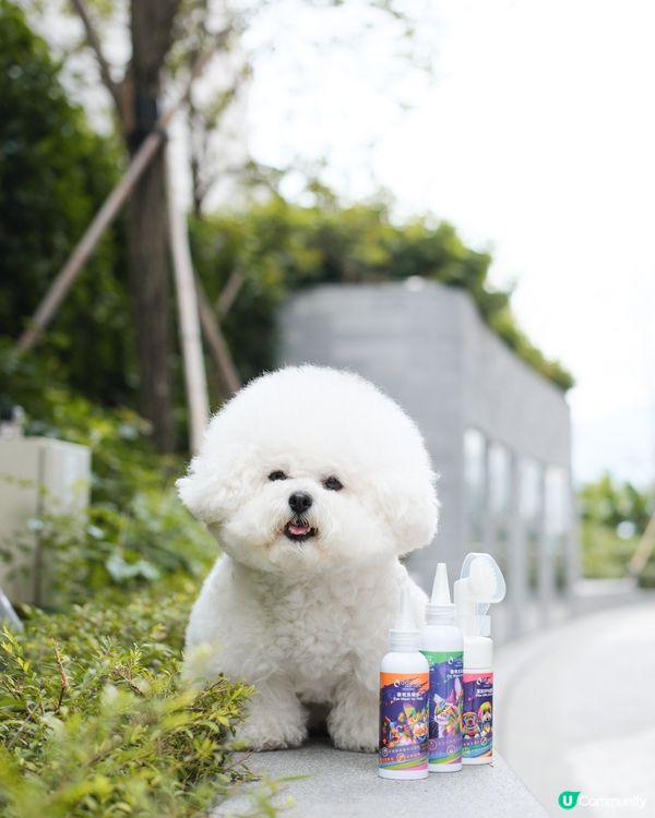 🐶 健康毛孩 做好清潔好緊要