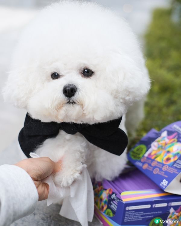 濕濕地天氣 🐶🐱 唔想毛孩臭臭？ 🤢