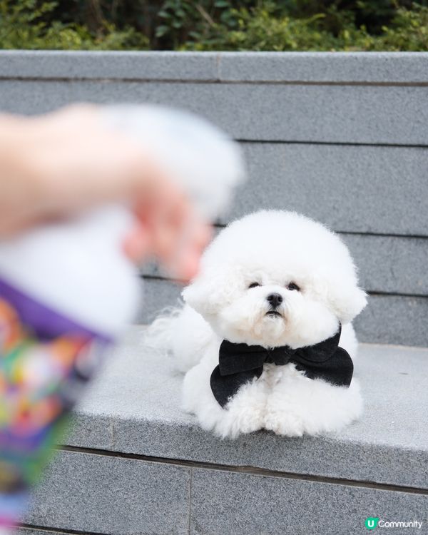 濕濕地天氣 🐶🐱 唔想毛孩臭臭？ 🤢