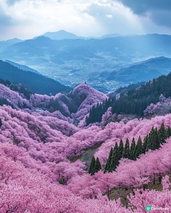 京都哲學之道🌸 漫步櫻花小徑，感受古韻之美