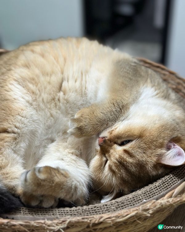 主子鍾意四圍瞓,但最鍾意都係卷埋一團,瞓到冧咗仲會有千奇百趣...