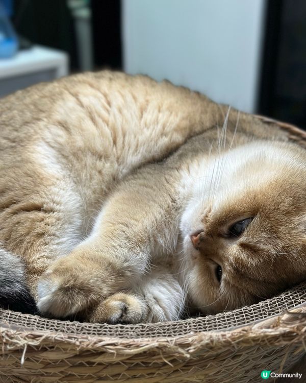 主子鍾意四圍瞓,但最鍾意都係卷埋一團,瞓到冧咗仲會有千奇百趣...